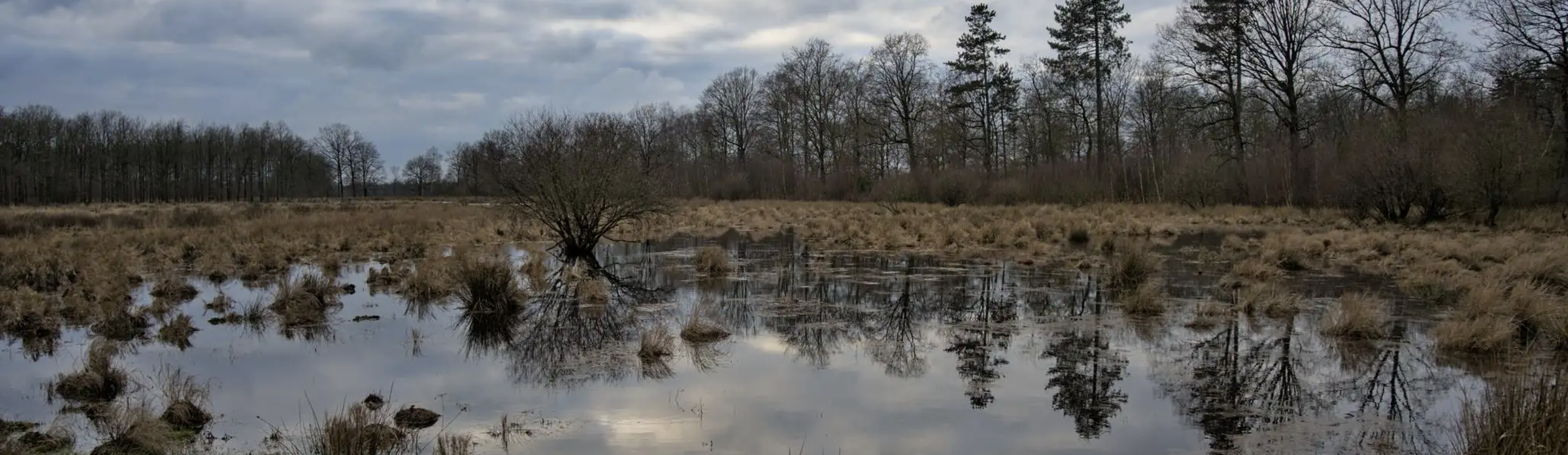 Boswachterij schoonloo drenthe welkoop losloopgebieden